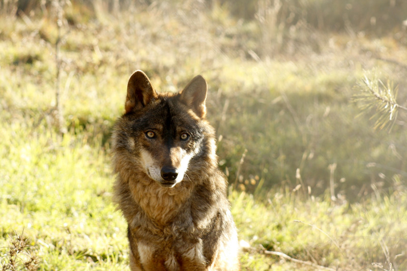 Ejemplar de lobo ibérico fotografiado en condiciones de semi-libertad.