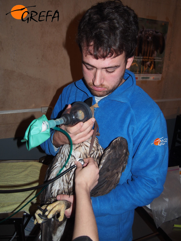Una de las águilas de Bonelli trasladadas de Italia a España es objeto de revisión veterinaria en las instalaciones de GREFA en Majadahonda (Madrid). Foto: GREFA.