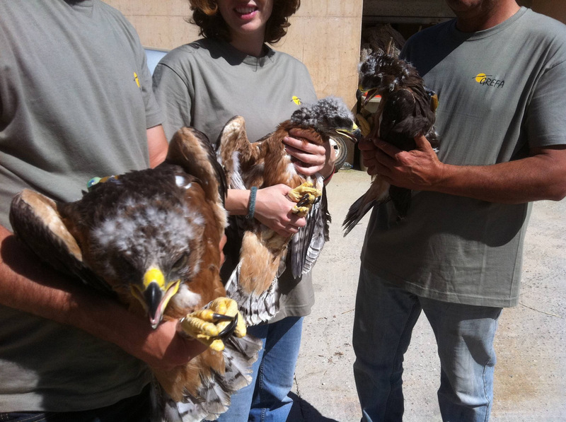 Preparando a los pollos de águila perdicera en GREFA