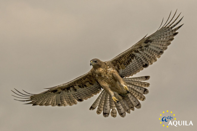 Águila de Bonelli en vuelo. Foto: Alberto Álvarez / GREFA.