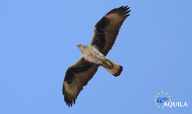 Águila de Bonelli en vuelo. Foto: Juan Jaramillo / GREFA.