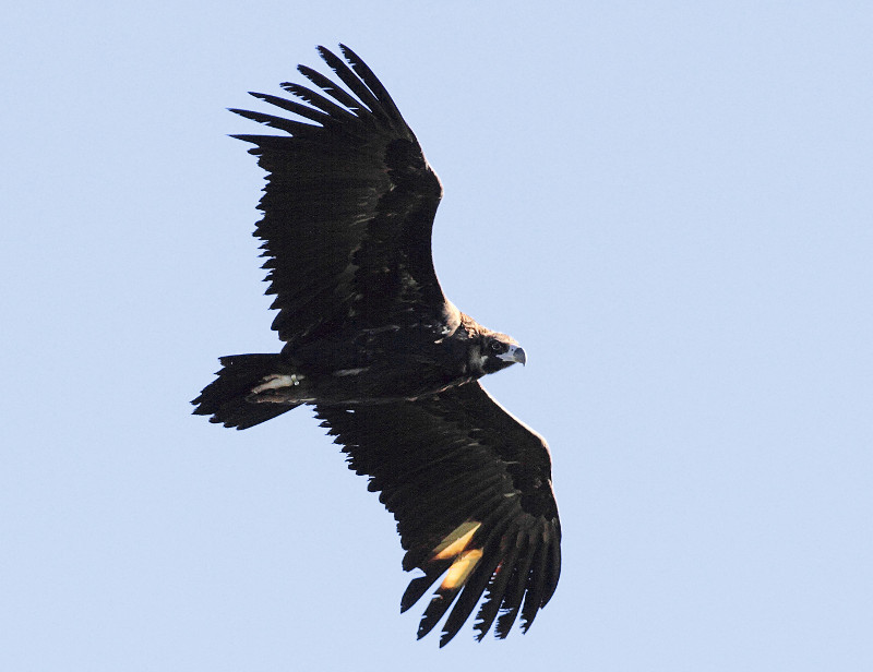 Buitre negro en vuelo con marcas alares, tras ser liberado en la sierra de la Demanda. Foto: GREFA.