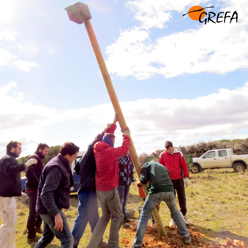 Momento en el que es izada una caja nido para cernícalos vulgares en Rueda (Valladolid), para el control biológico del topillo. Foto: GREFA.