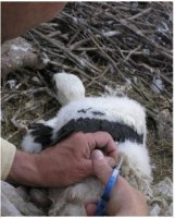 El pollo natural del nido tenía una pata estrangulada con unos plásticos que se le quitaron