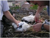 Momentos después se procedió al marcaje de los dos pollos.