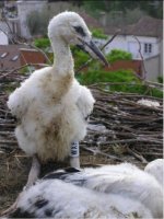 Pollos de cigüeña blanca