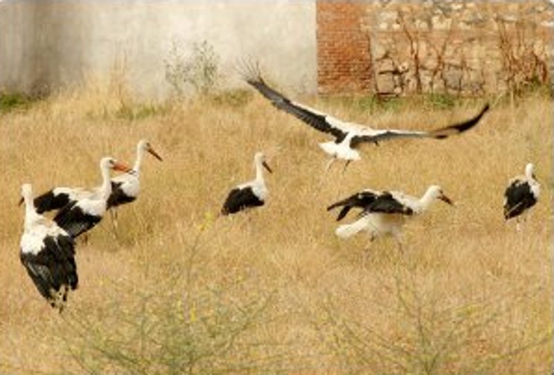 Las cigüeñas una vez liberadas en la Huerta del Palacio Arzobispal