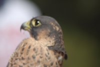 Halcón peregrino momentos antes de ser liberado. Durante meses este ejemplar estuvo mudando las plumas ya que había ingresado con el plumaje totalmente  deteriorado.