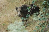 Joven jabalí momentos después de ser liberado en el monte. Transportado en un cajón hasta el lugar de suelta éste fue abierto a distancia para evitar el estrés del ejemplar.