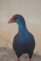 Ejemplar de Calamón liberado en el mes de agosto en una zona palustre protegida.