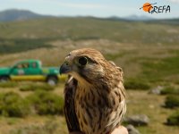 LIBERACIÓN EN LA SIERRA DE GUADARRAMA, UN REGALO PARA NUESTROS VOLUNTARIOS.