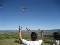 LIBERACIÓN EN LA SIERRA DE GUADARRAMA, UN REGALO PARA NUESTROS VOLUNTARIOS.