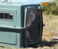 LIBERACIÓN EN LA SIERRA DE GUADARRAMA, UN REGALO PARA NUESTROS VOLUNTARIOS.