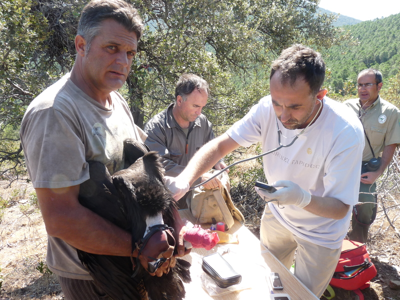 Ernesto sujeta al pollo durante el reconocimiento veterinario