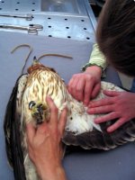 Fisioterapia en águila calzada