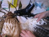 Fisioterapia en águila calzada