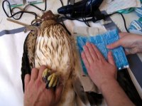 Fisioterapia en águila calzada