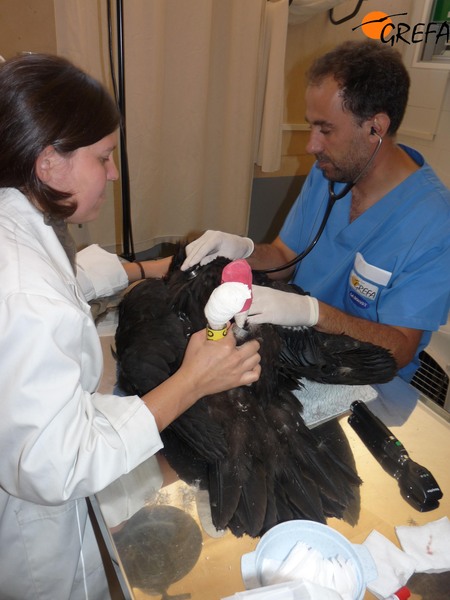 Reconocimiento veterinario de “Obaga”.