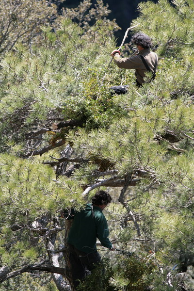 Dos miembros de GREFA colocando y entrelazando las últimas ramas del último nido colocado. Autor: Fulvio Genero 