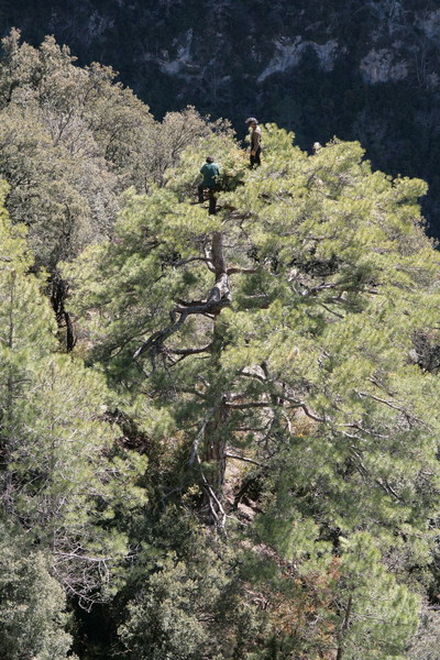 Dos miembros de GREFA colocando y entrelazando las últimas ramas del último nido colocado. Autor: Fulvio Genero 