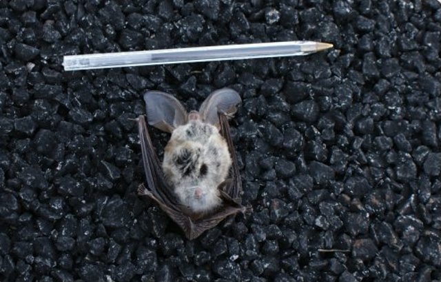 Imagen del murciélago en visión ventral