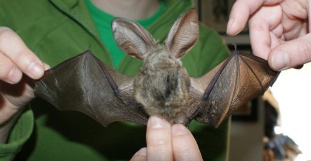 Imagen del murciélago con alas estiradas