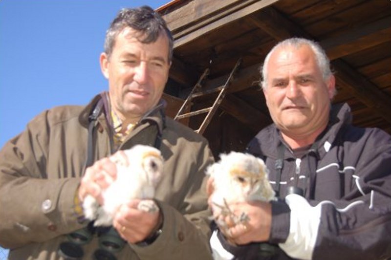 Fernando Cobo y Miguel Carrero con unos pollos de lechuza criados en GREFA y liberados mediante la técnica de hacking. 