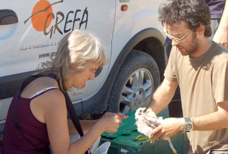 Manuel Galán ( coordinador del proyecto) y Mar Gallego anillando un pollo de aguilucho cenizo.