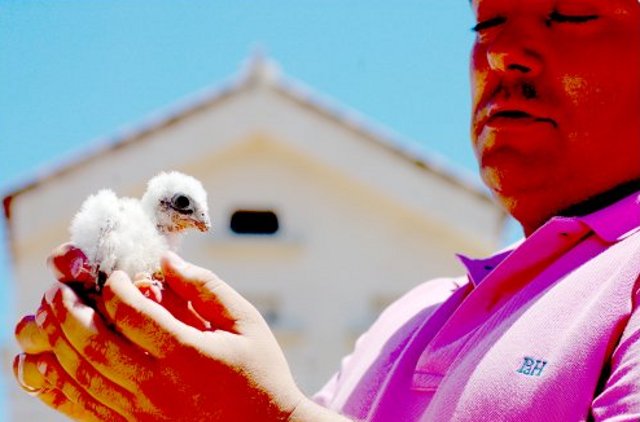El Alcalde Jaime Peral, con un pollo de cernícalo primilla momentos antes de reintroducirlo en el primillar que se observa al fondo. 