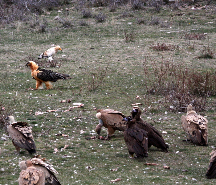 Las cuatro especies de buitres ya residen en Pirineos.