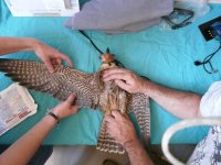 Tratamiento manual del carpo 