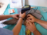 Sesión de laserterapia 