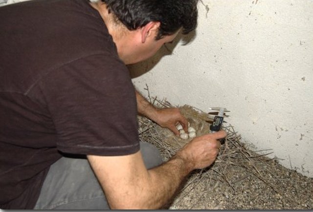  Investigadores del CSIC que están estudiando a la chova en el sur de Madrid, midiendo los huevos de la pareja establecida en el primillar.
