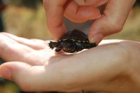 Cría de galápago europeo nacido en GREFA 