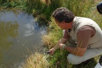 El Director General, Juan José Cerrón liberando los galápagos en una de las charcas recuperadas por la AHE en el Suroeste de la Comunidad de Madrid. 