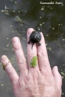 Una de las crías de galápago europeo liberadas y una rana de San Antonio