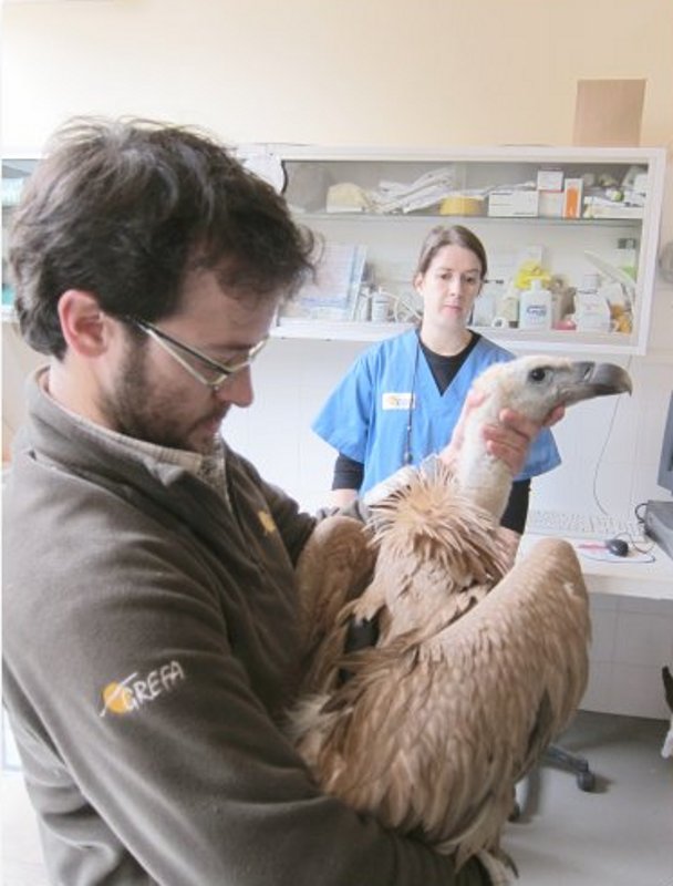 Reconocimiento veterinario de los buitres leonados