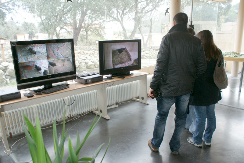 Visitantes y mienbros de GREFA pudieron ver la puesta del águila perdicera atraves de nuestros monitores en recepción