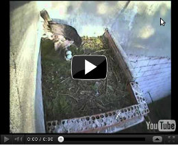 Nuestra pareja de águilas perdiceras pone su 2º huevo