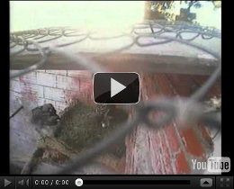 Video de la hembra de águila perdicera levantándose del nido y mostrandonos el huevo a primera hora de la mañana 