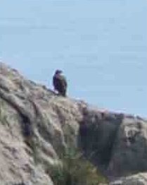 Águila perdicera junto al mar en Mallorca