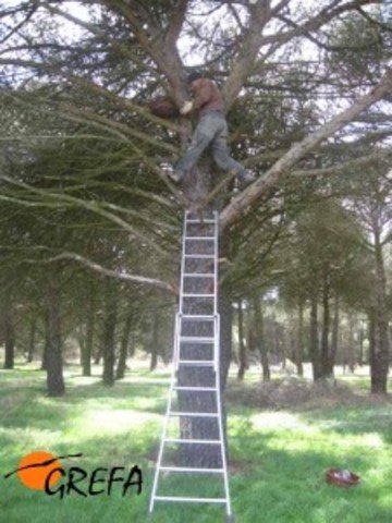 Miembro de GREFA colocando una cesta en un pino carrasco