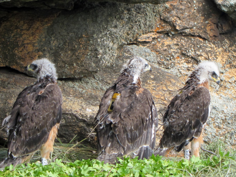 Tres de los pollos de águila perdicera liberados en Madrid