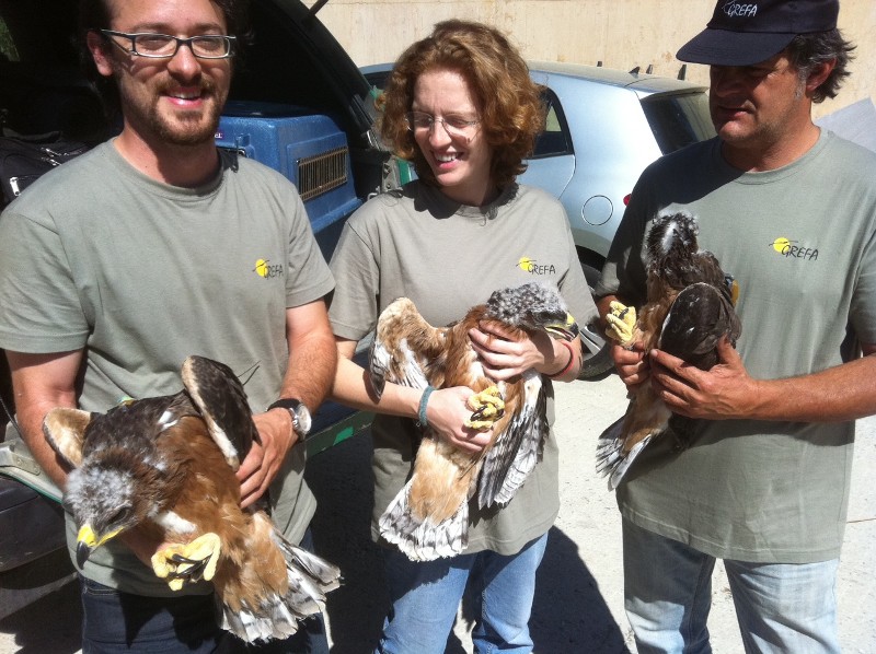 Miembros de GREFA con los pollos de águila perdicera.