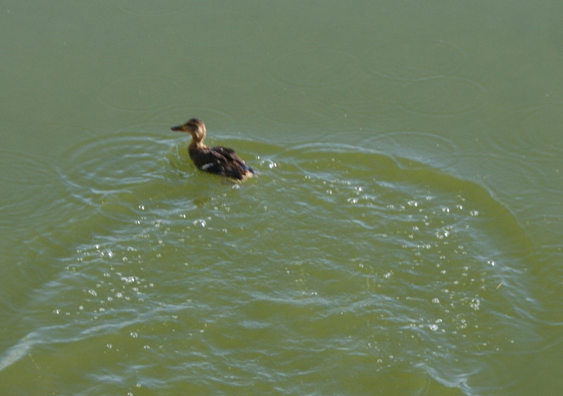 Uno de los patos se aleja nadando hacia el centro de la laguna