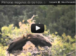Primeras imagenes  de los nidos de buitre negro en Pirineos 2012