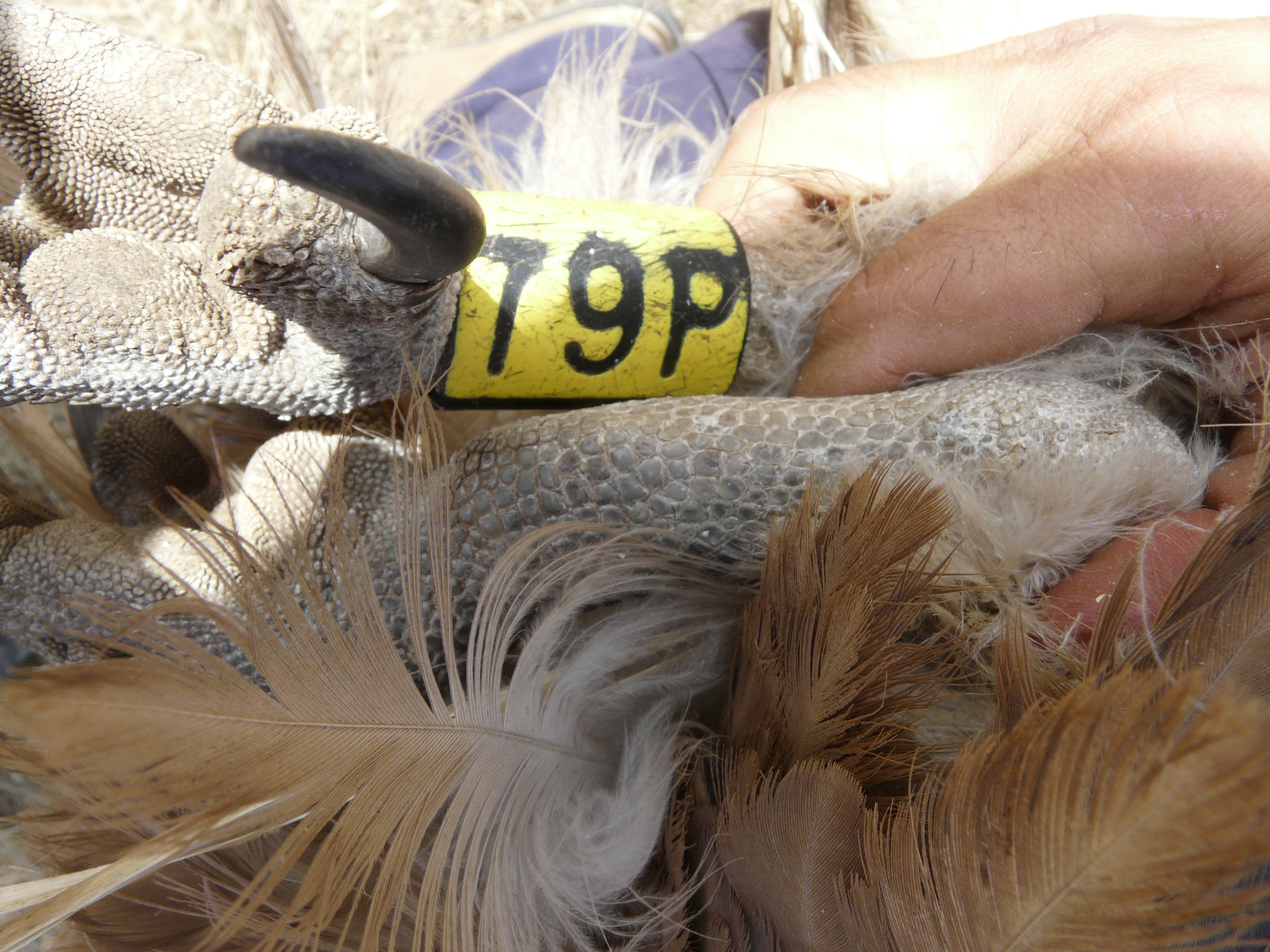 79P., buitre leonado marcado en nido en 2007