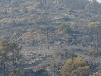 Árbol donde se encontraba el nido, ahora totalmente calcinado…