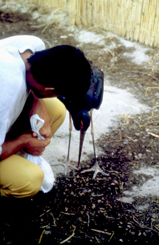 Diversos momentos en la relación entre Ernesto y Cigu, incluida la construcción conjunta del nido todos los años (1992) 