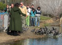 Momento en el que fueron liberadas las Fochas cornudas o morunas. Algunas se quedarán espontáneamente a vivir en La Cañada. Otras se marcharán a la marisma o a otros humedales ibéricos.